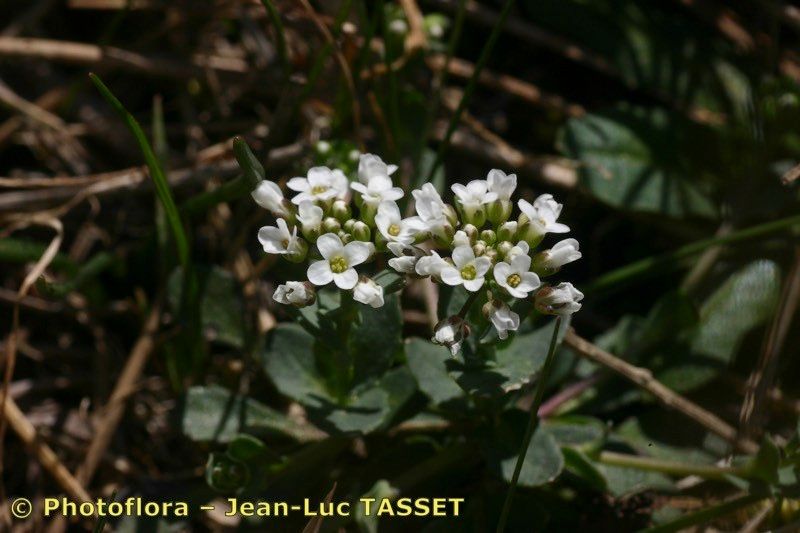 Noccaea brevistyla — related species from the same genus