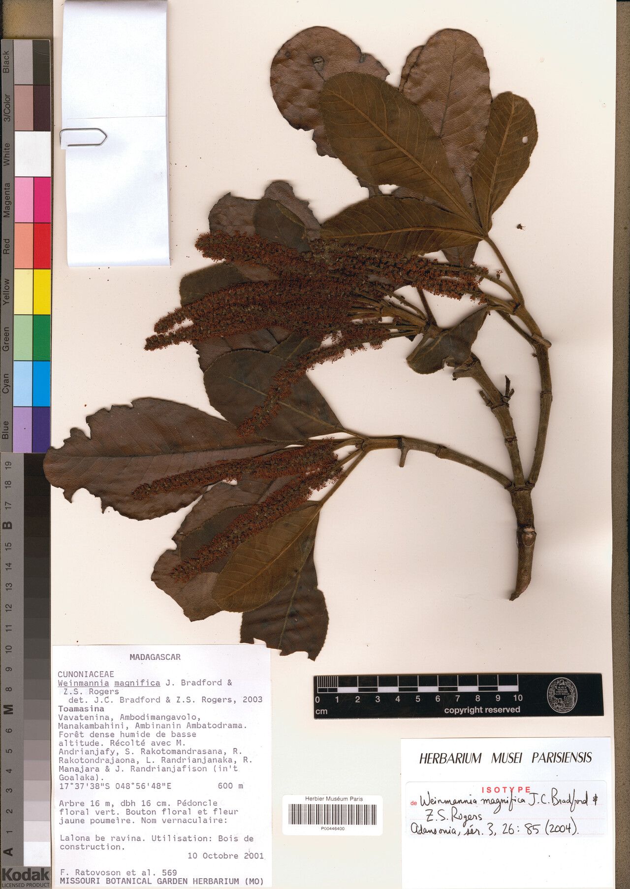 Pterophylla magnifica — houseplant care guide