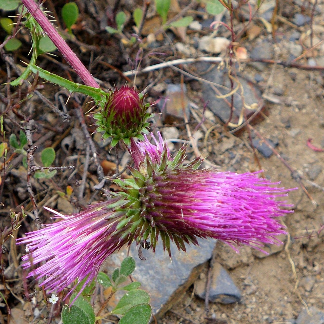 Cirsium andersonii — search result for 'Cirsium'