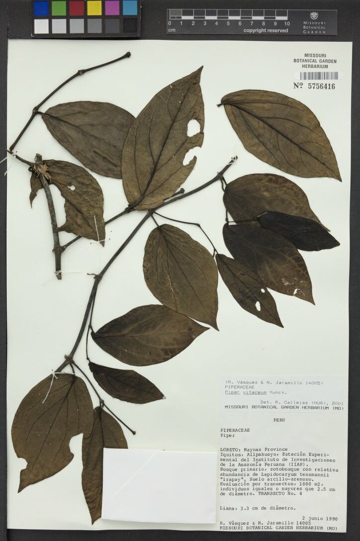 Piper vitaceum — houseplant care guide