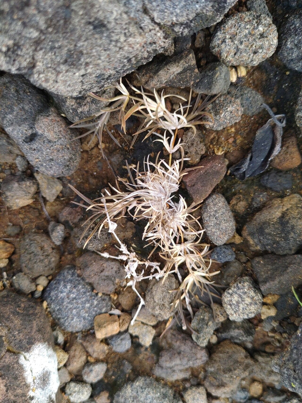 Chloris filiformis — related species from the same genus