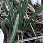 Galanthus nivalis