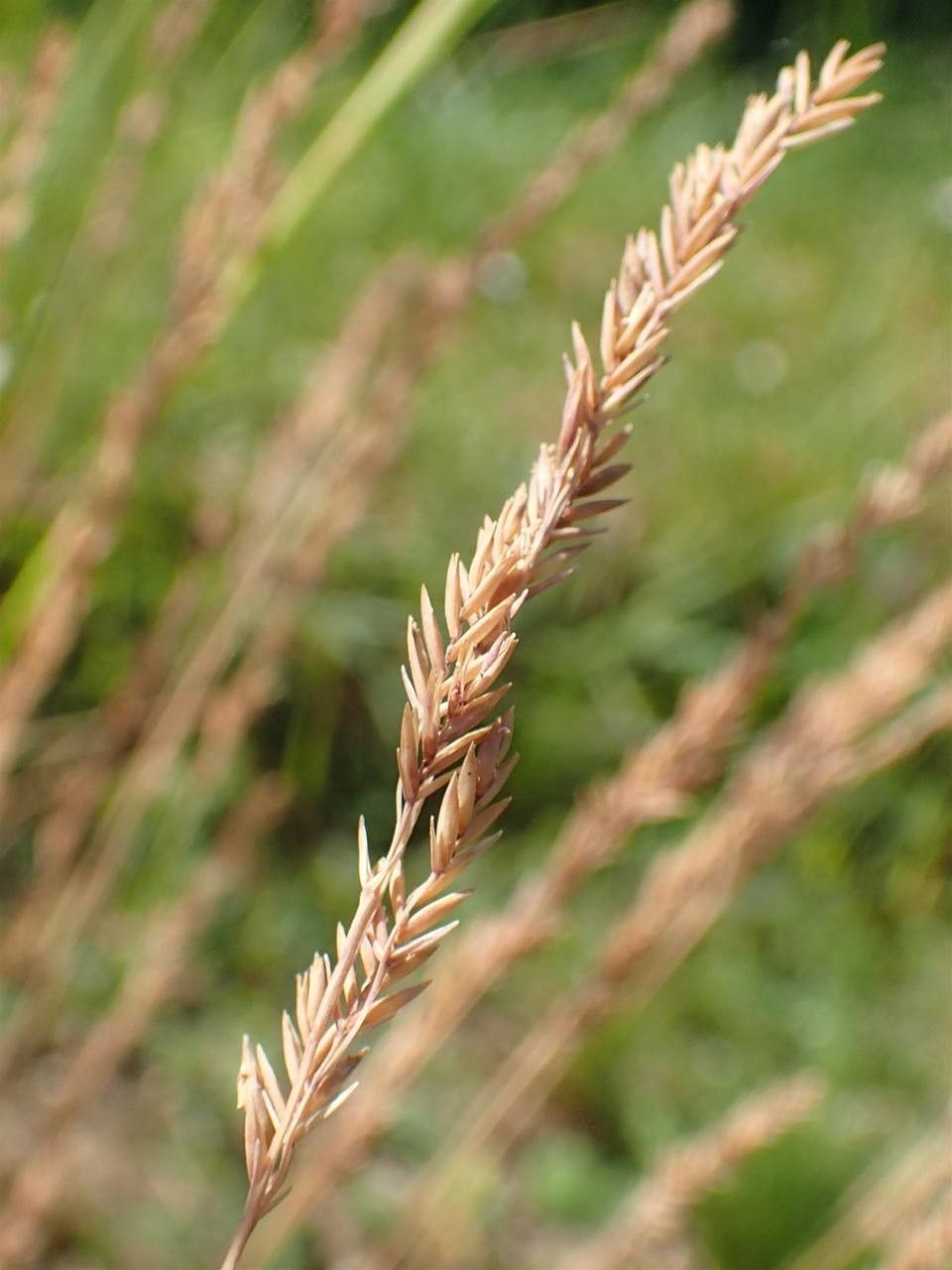 Festuca filiformis fruit