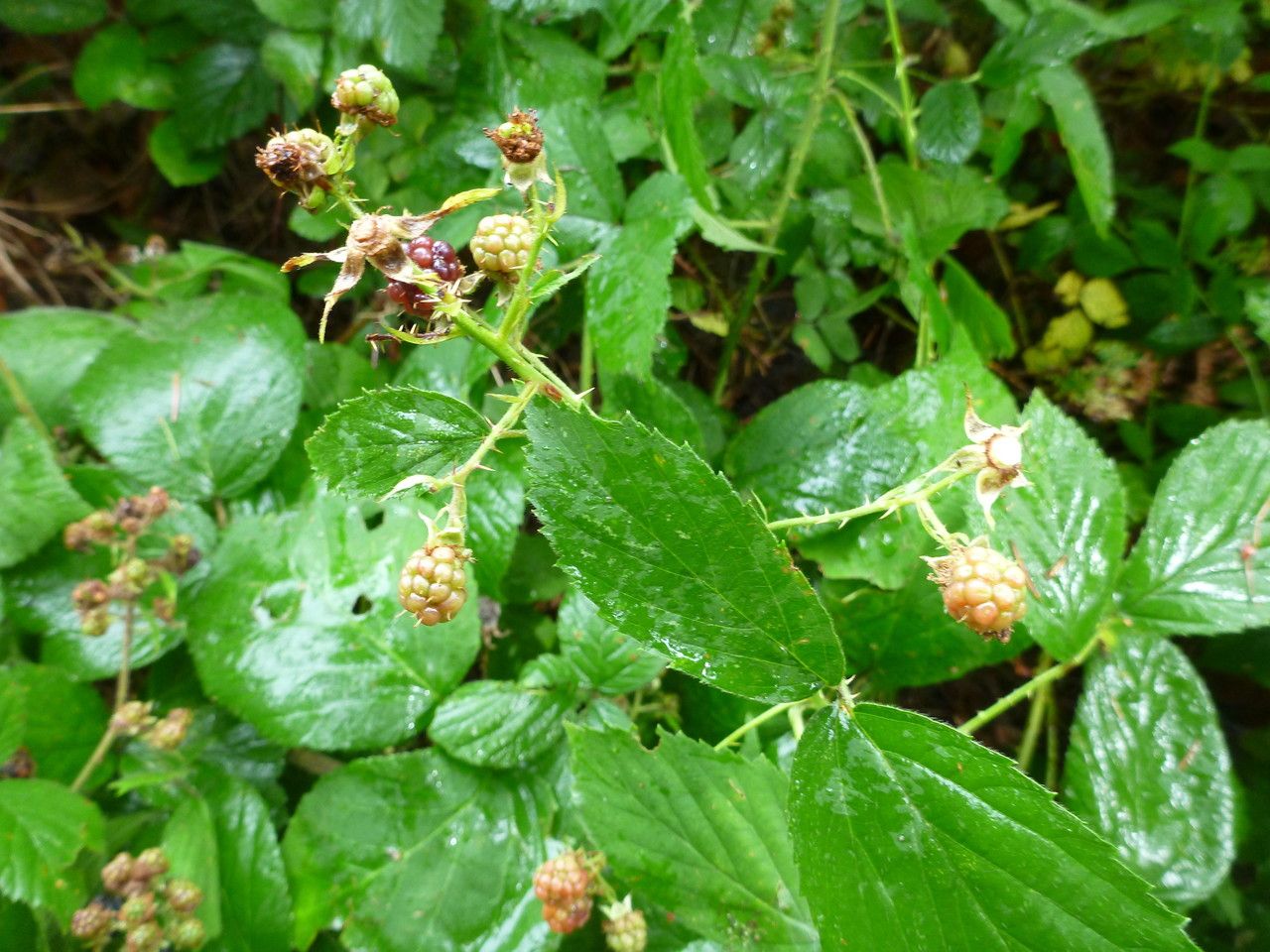 Rubus frederici flower