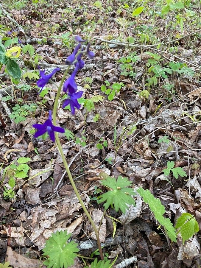 Delphinium tricorne leaf