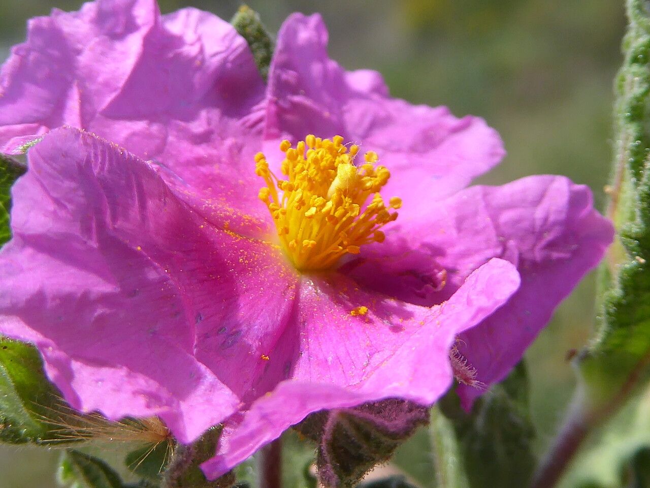 Cistus crispus flower