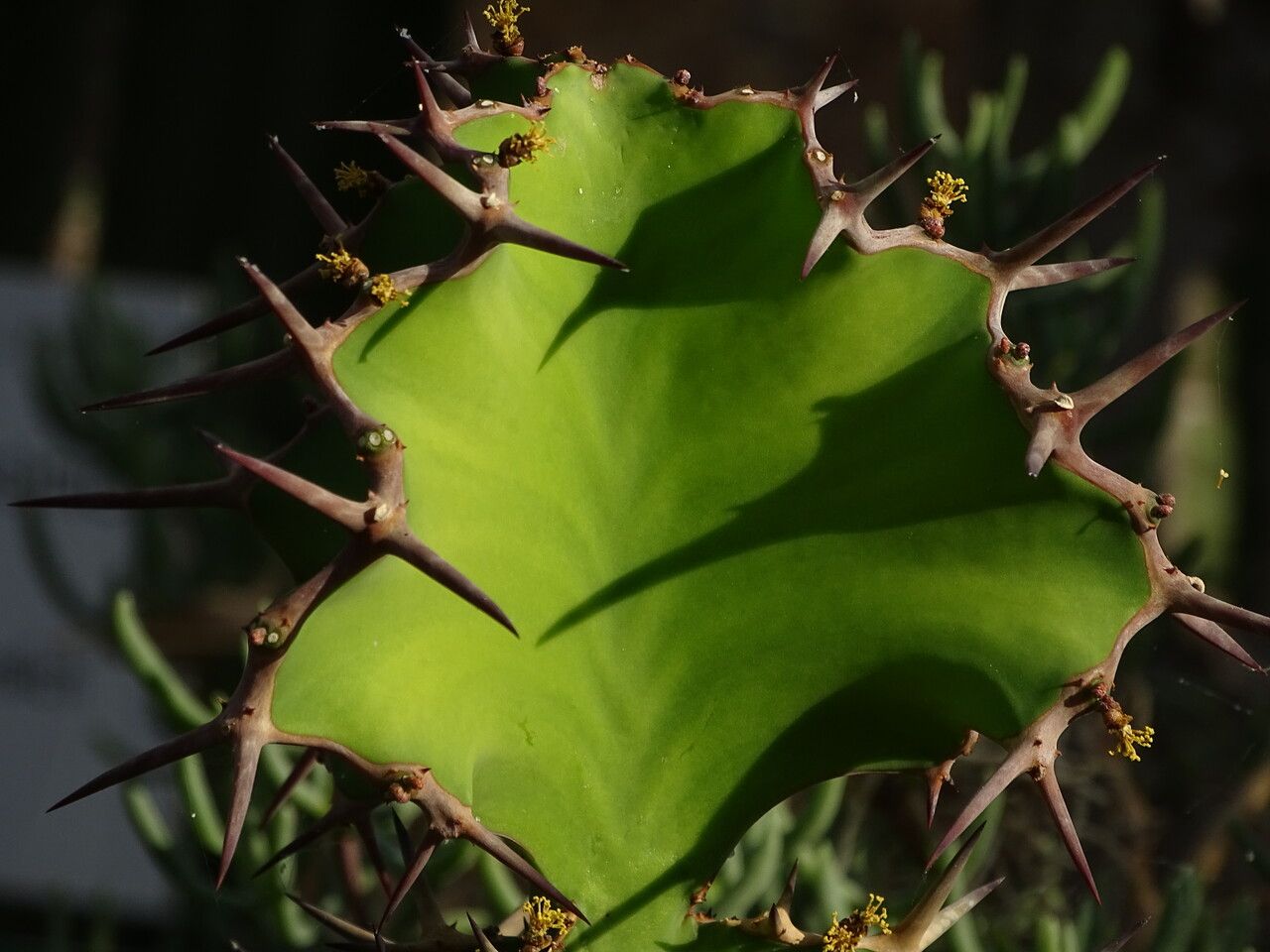 Euphorbia grandicornis flower