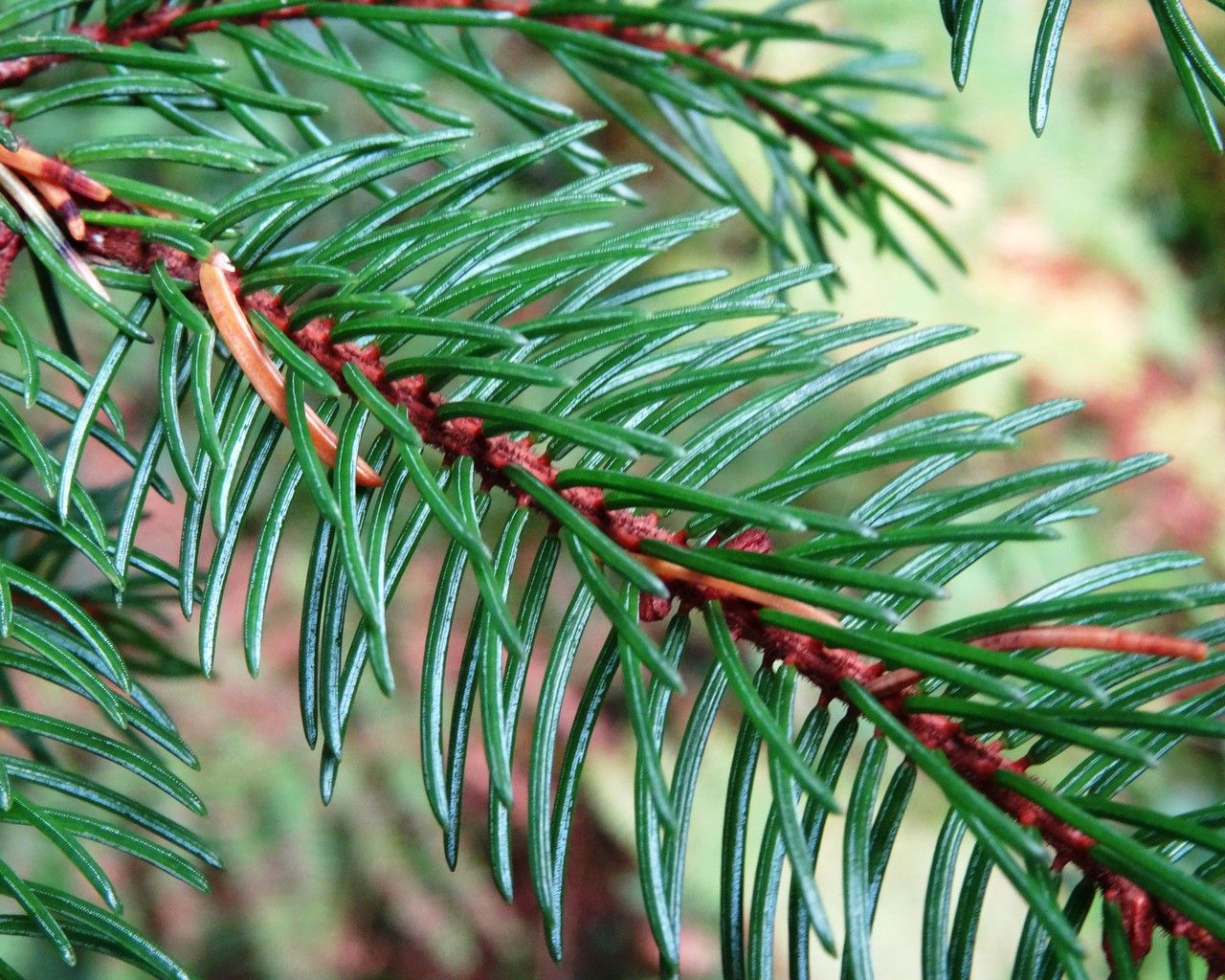 Picea glehnii leaf