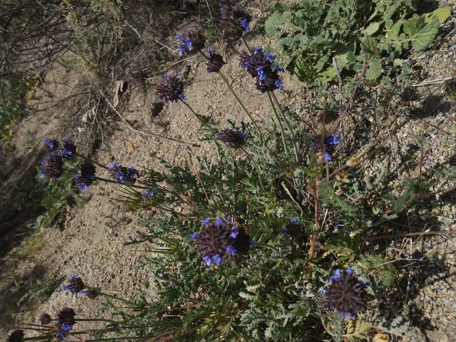 Salvia columbariae flower
