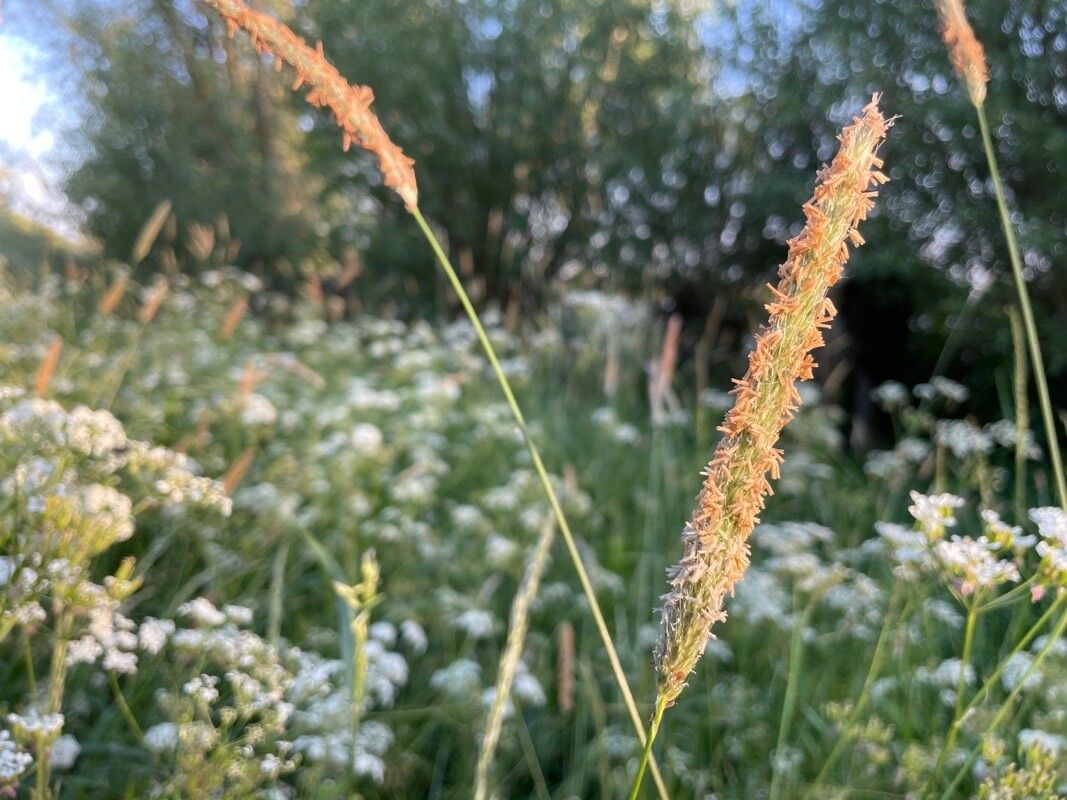 Alopecurus pratensis fruit