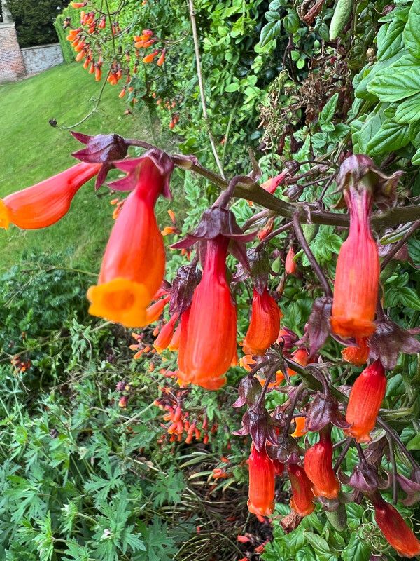 Eccremocarpus scaber flower