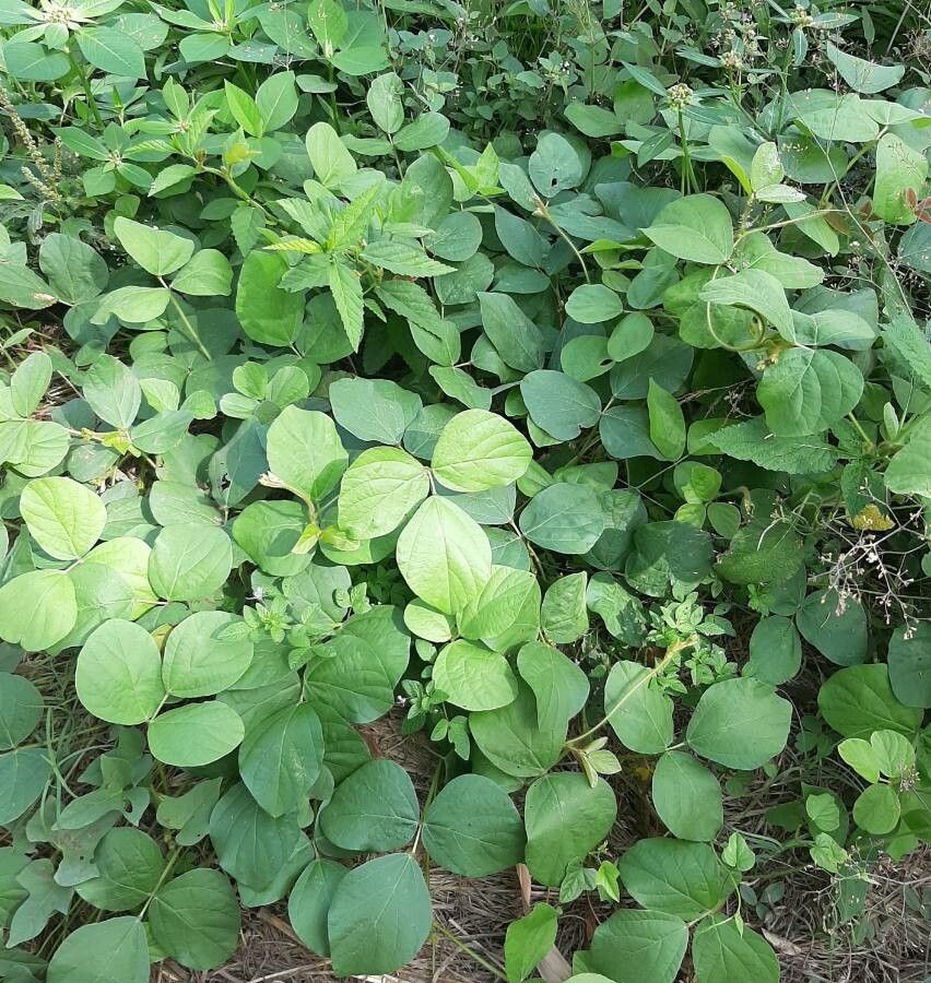 Calopogonium mucunoides leaf