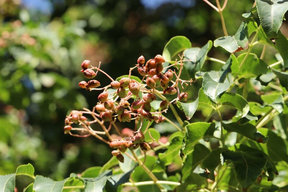 Staphylea japonica — houseplant care guide