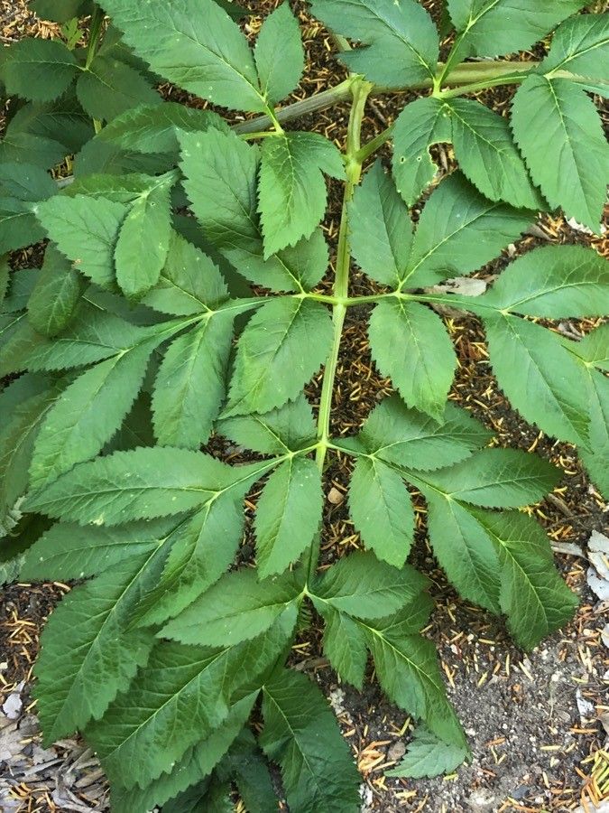 Angelica dahurica leaf