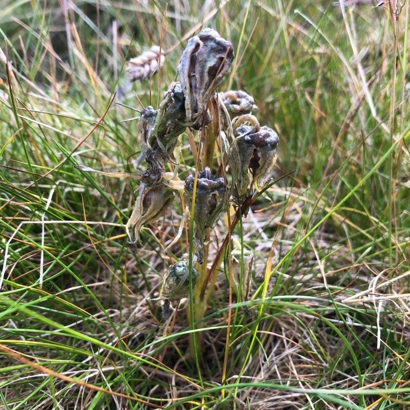 Campanula alpina fruit