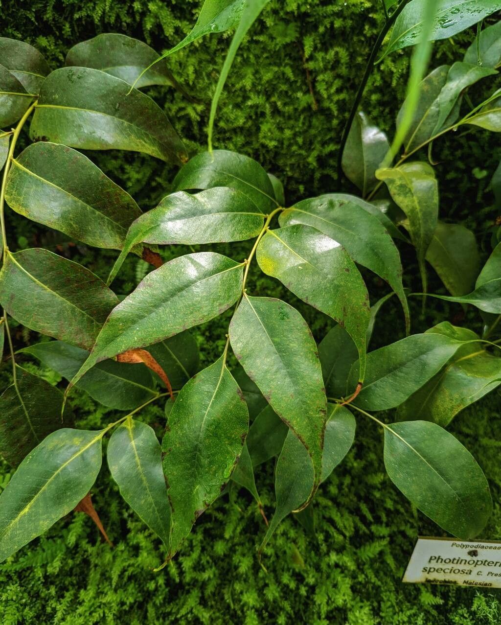Aglaomorpha speciosa leaf