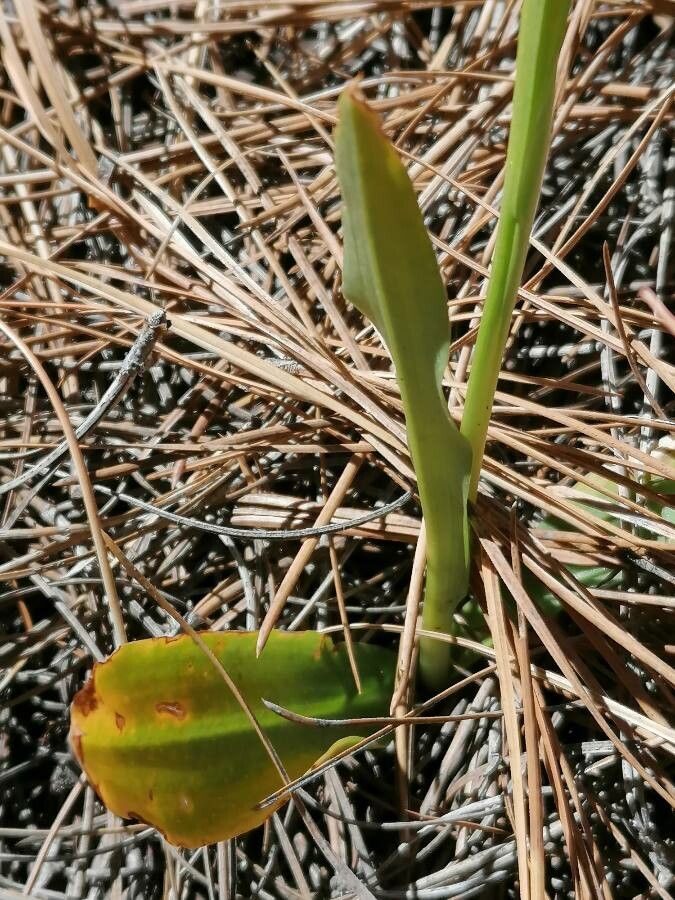 Neotinea maculata leaf