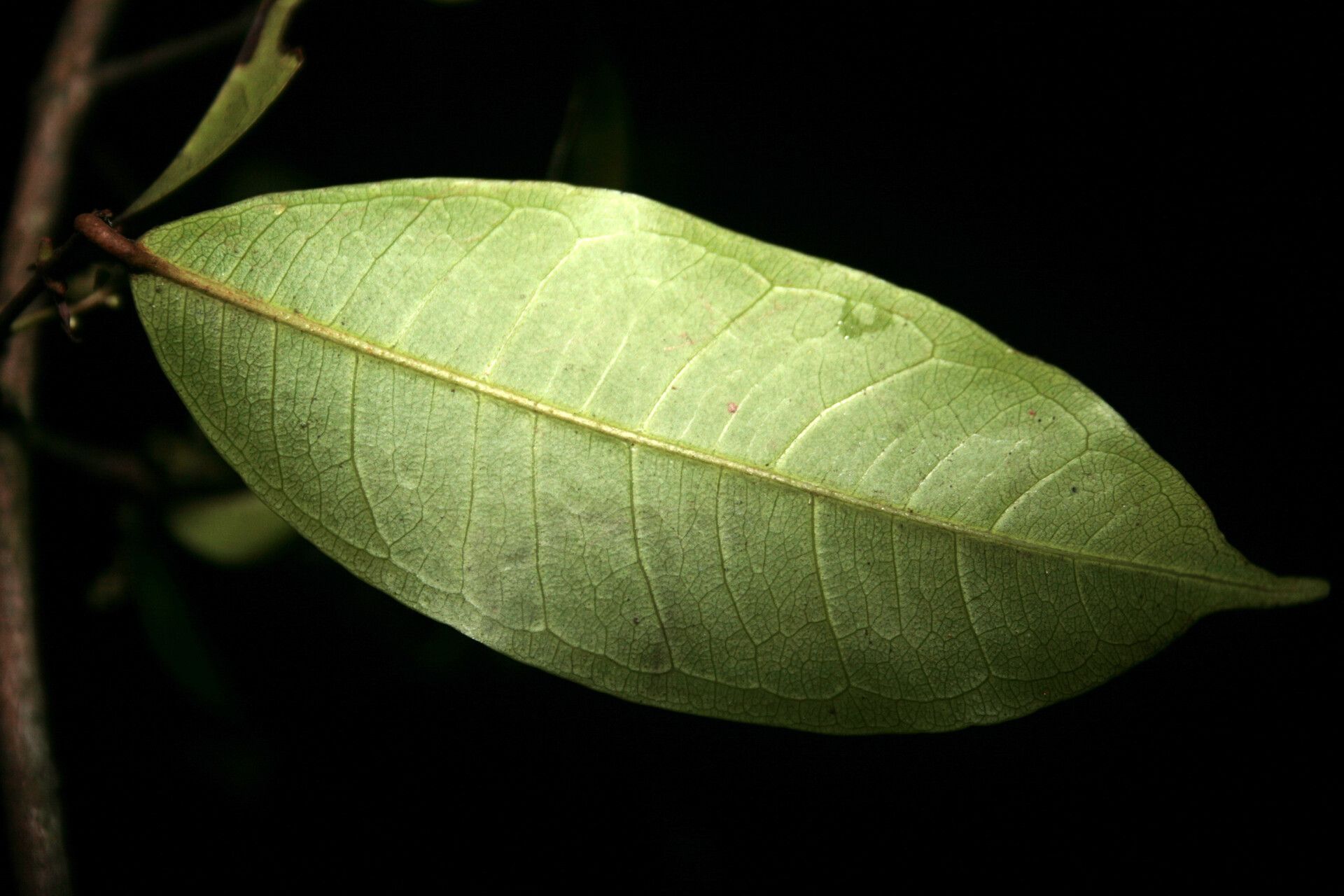 Myrcia rupta leaf