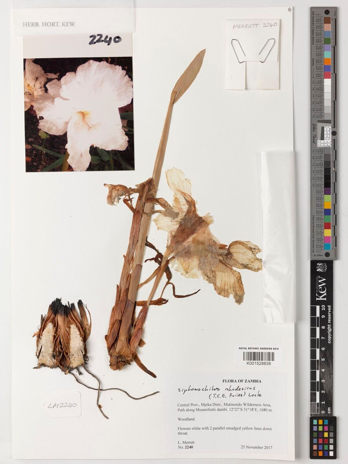 Siphonochilus rhodesicus — houseplant care guide