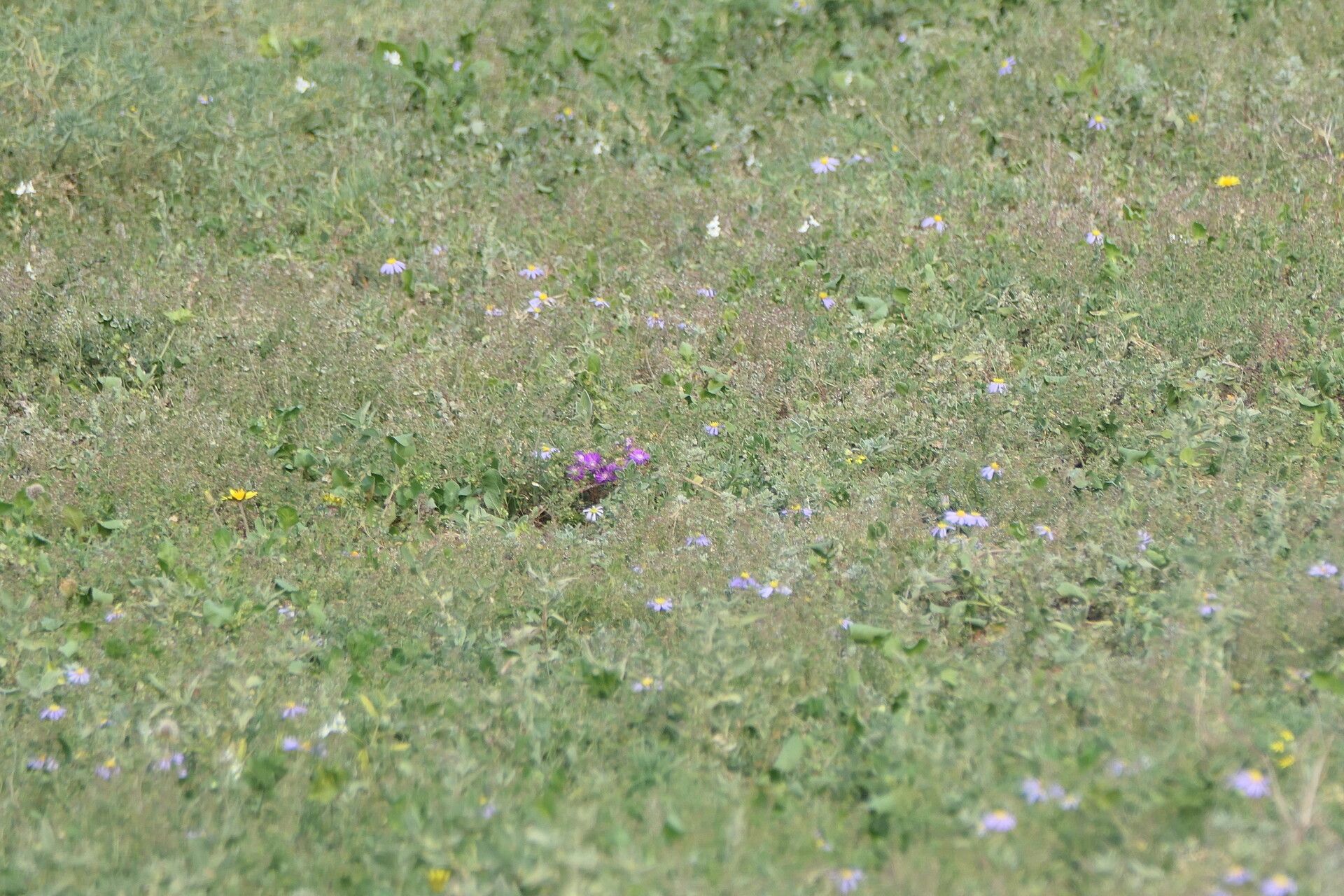 Turbina oblongata — related species from the same genus