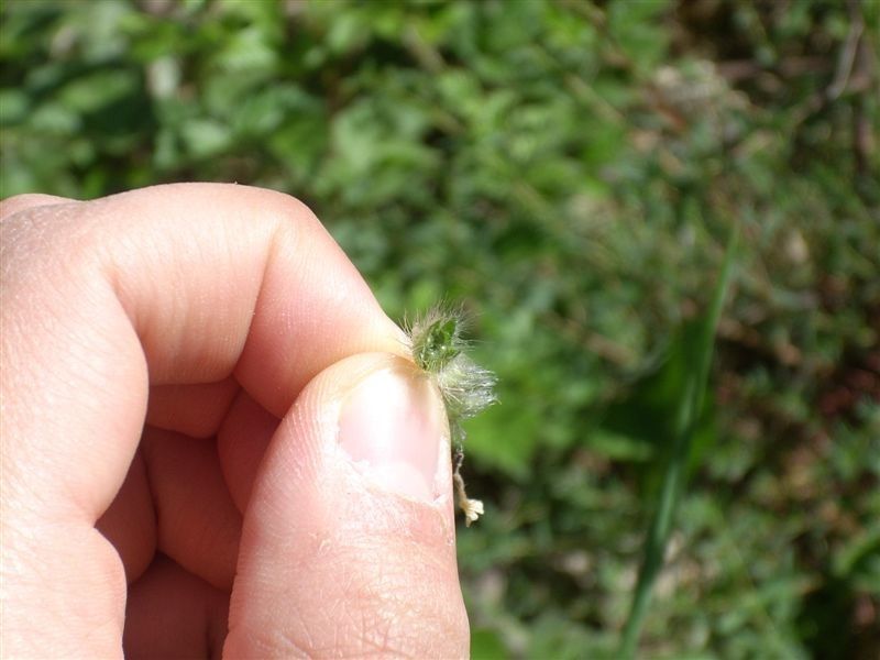 Ajuga orientalis fruit