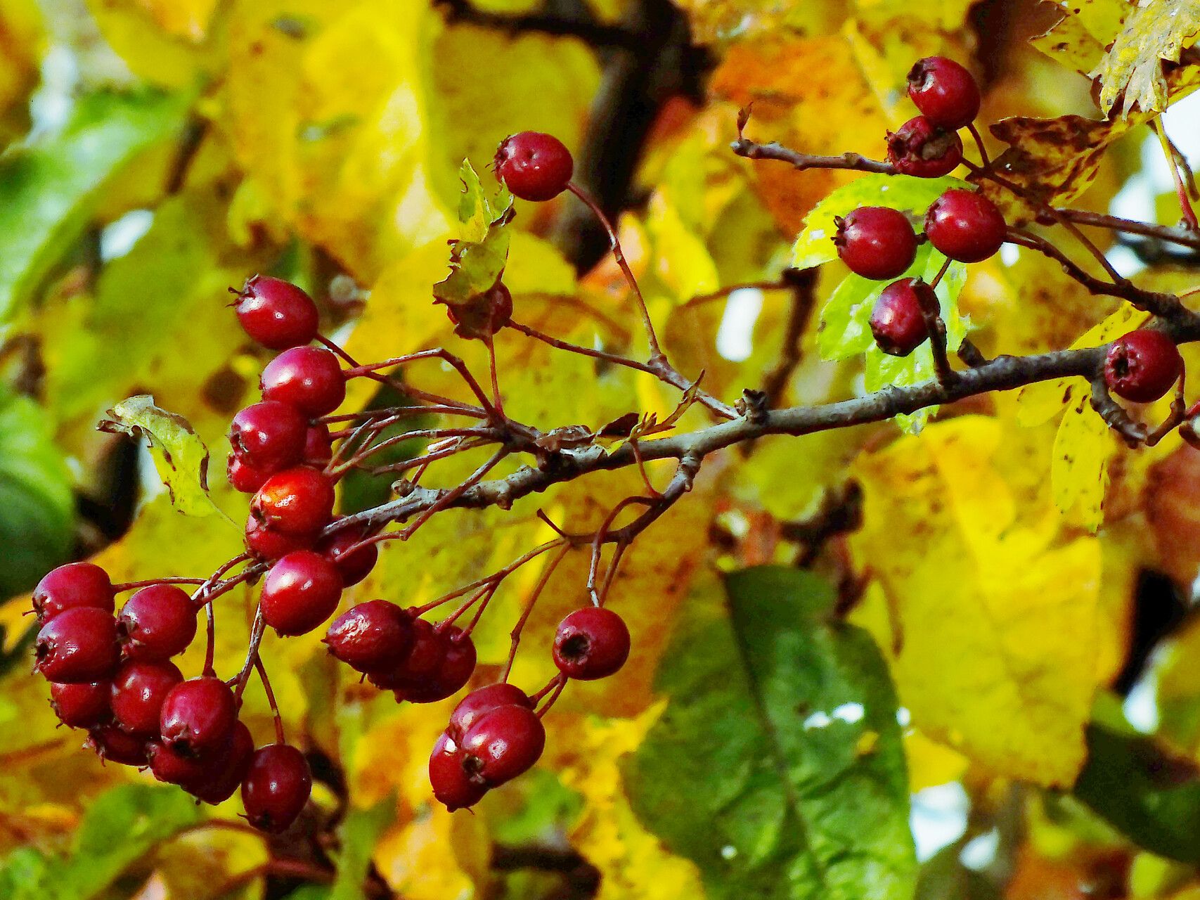 Crataegus pinnatifida fruit