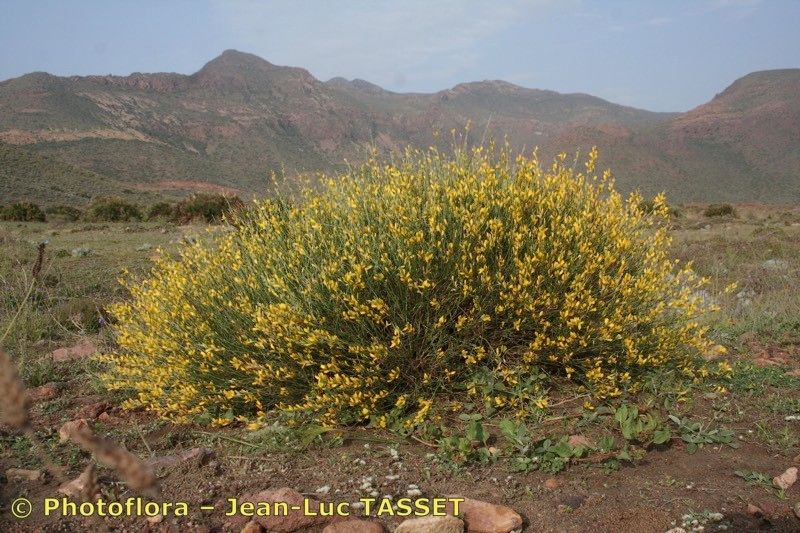 Genista ramosissima habit