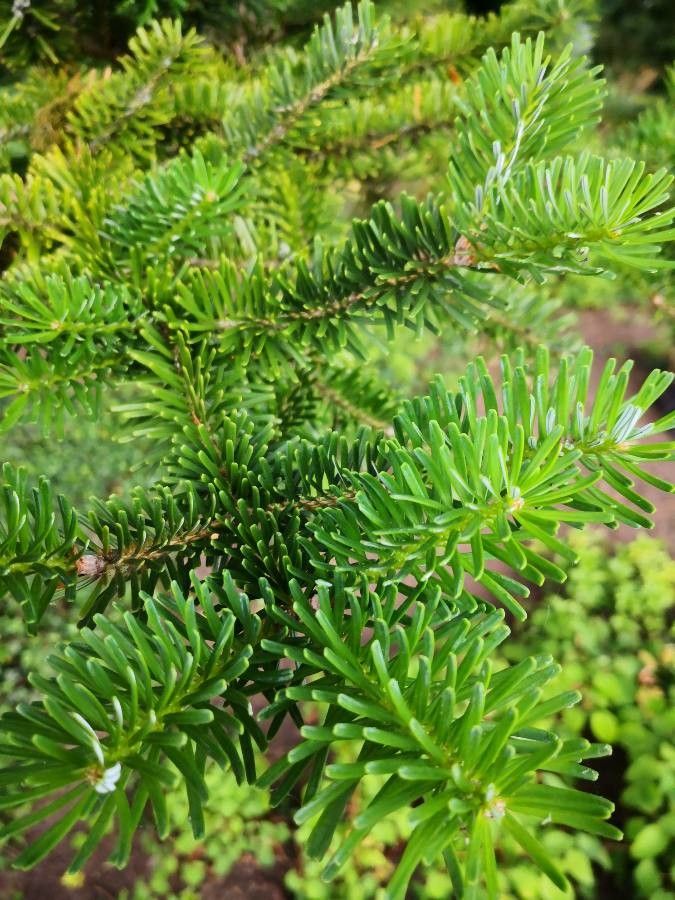 Abies homolepis leaf