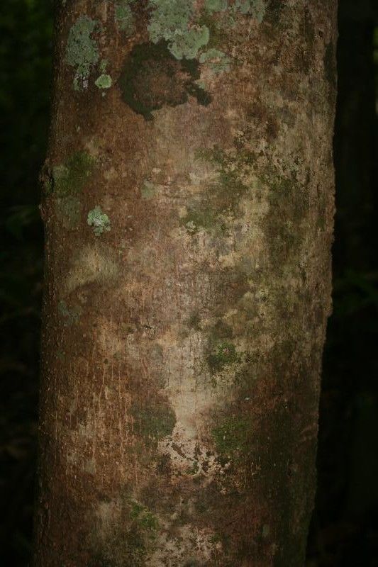 Didymopanax decaphyllus bark