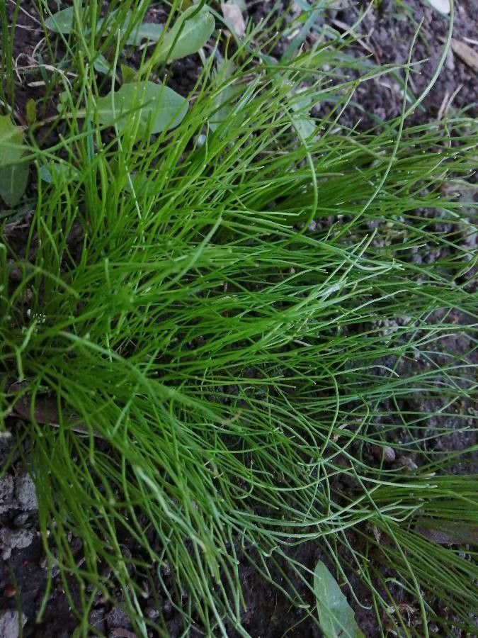 Gagea minima — search result for 'Germany'