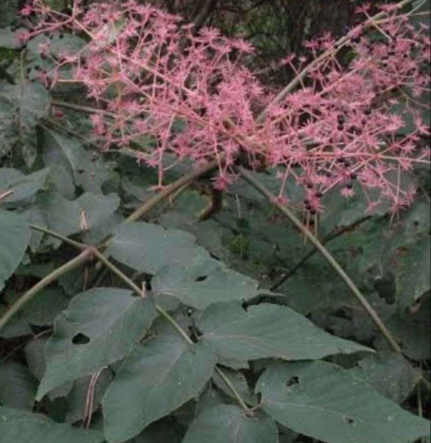 Aralia chinensis flower