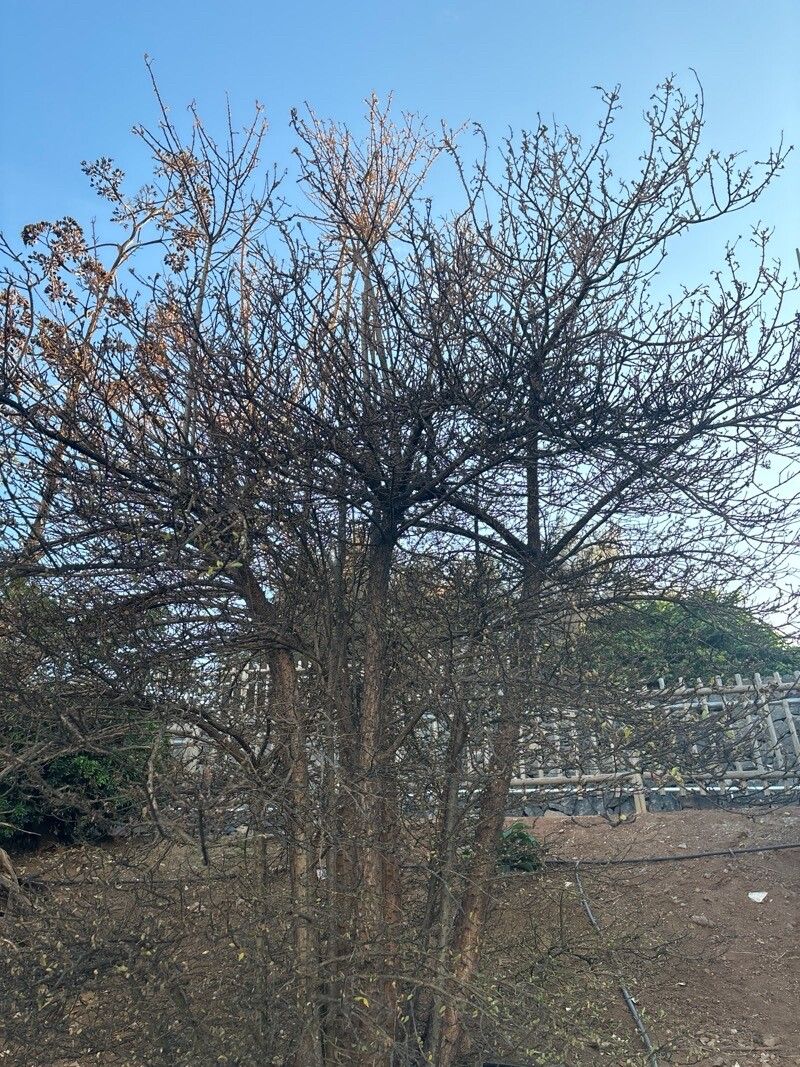 Leuenbergeria zinniiflora habit