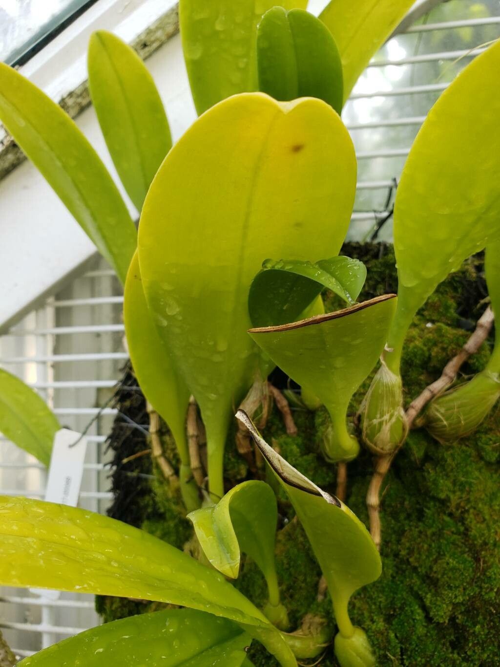 Bulbophyllum bicolor — houseplant care guide