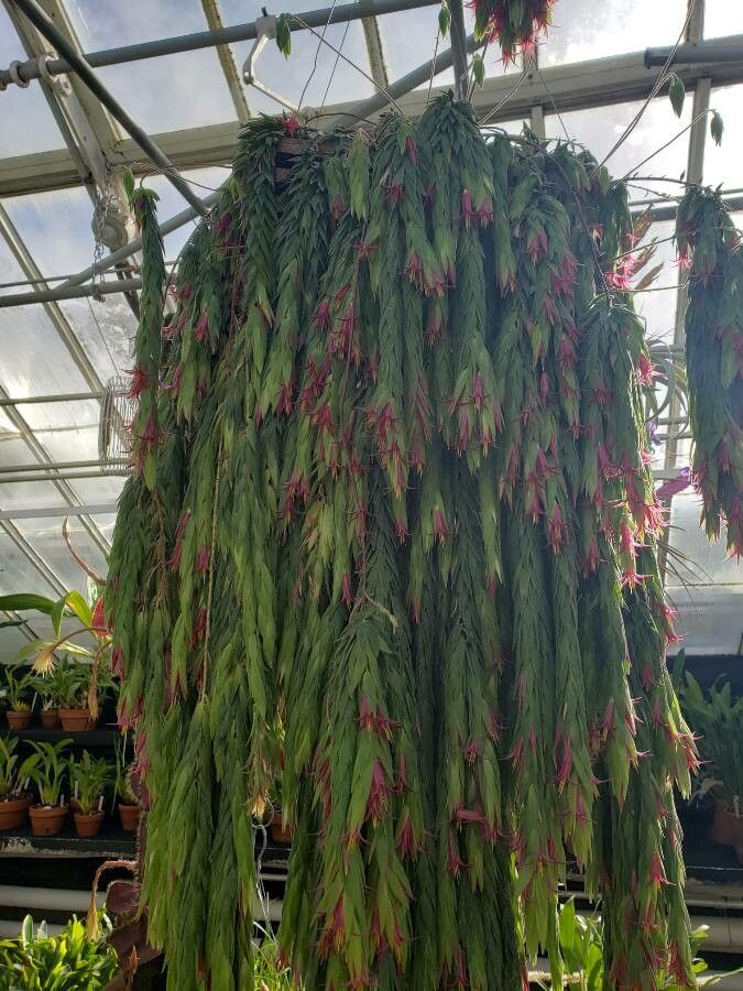 Ceratostema rauhii habit