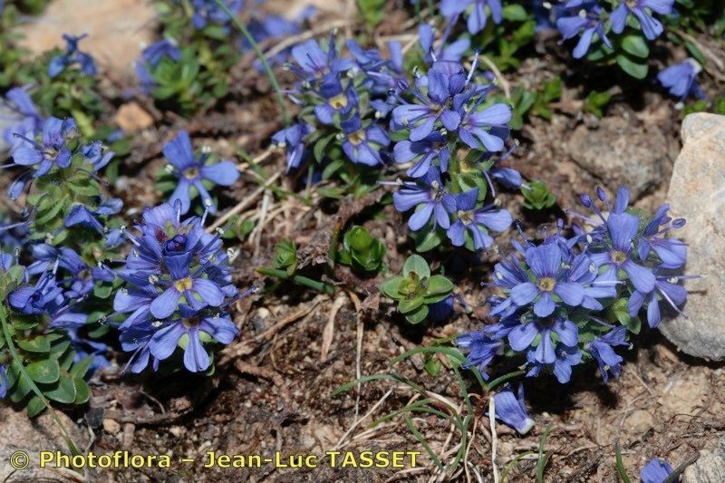 Veronica nummularia habit