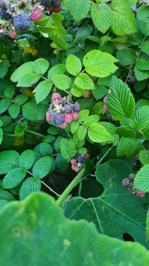 Rubus niveus fruit