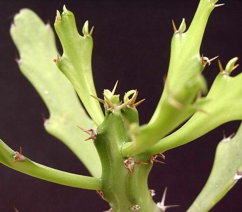 Euphorbia epiphylloides — houseplant care guide