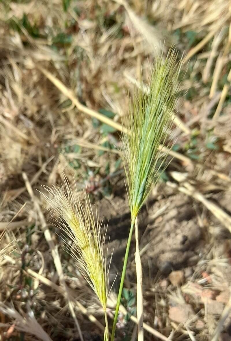 Hordeum comosum fruit