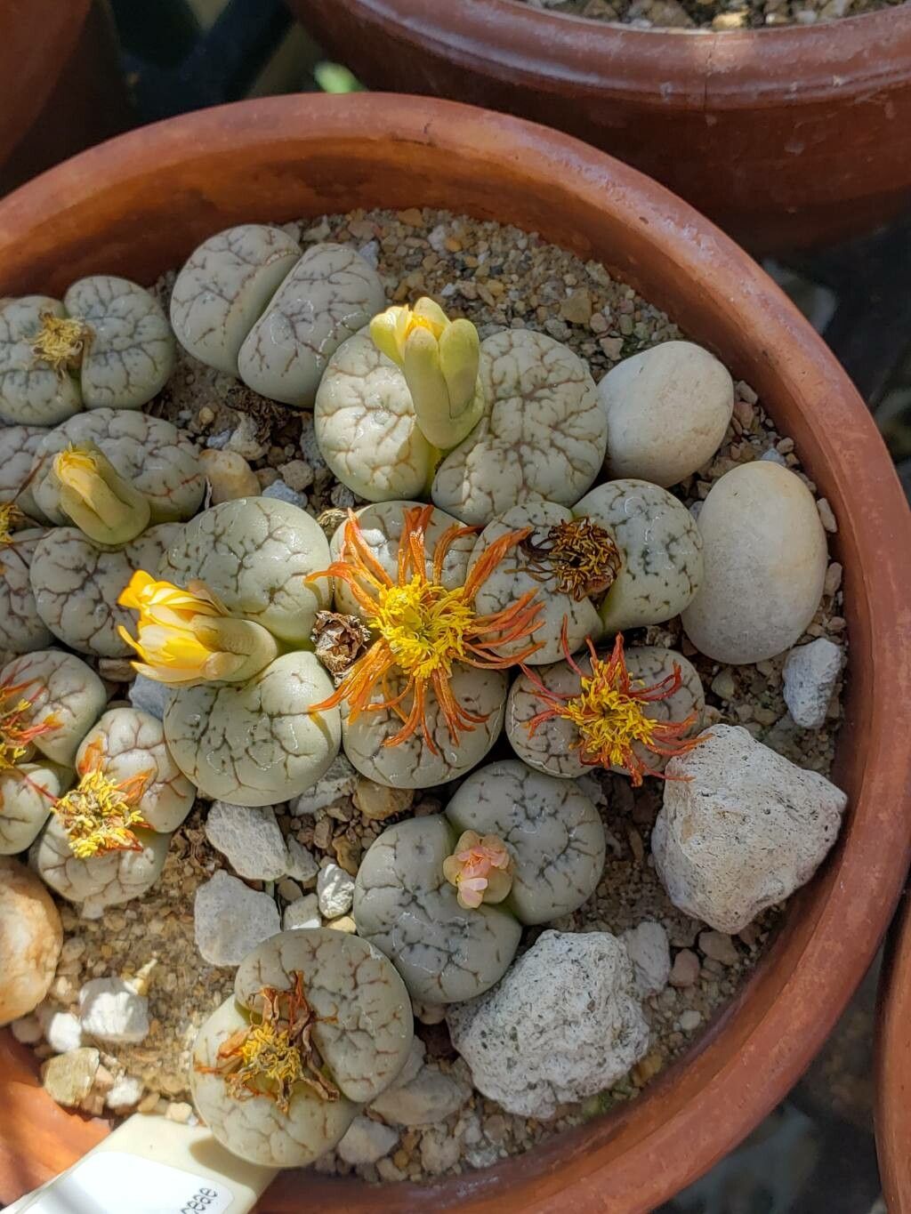 Lithops werneri flower