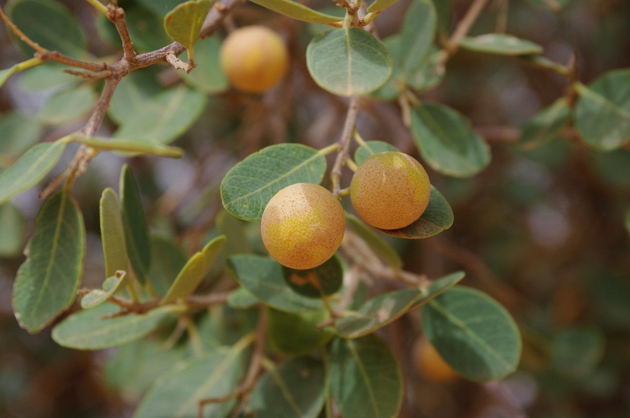 Boscia senegalensis fruit