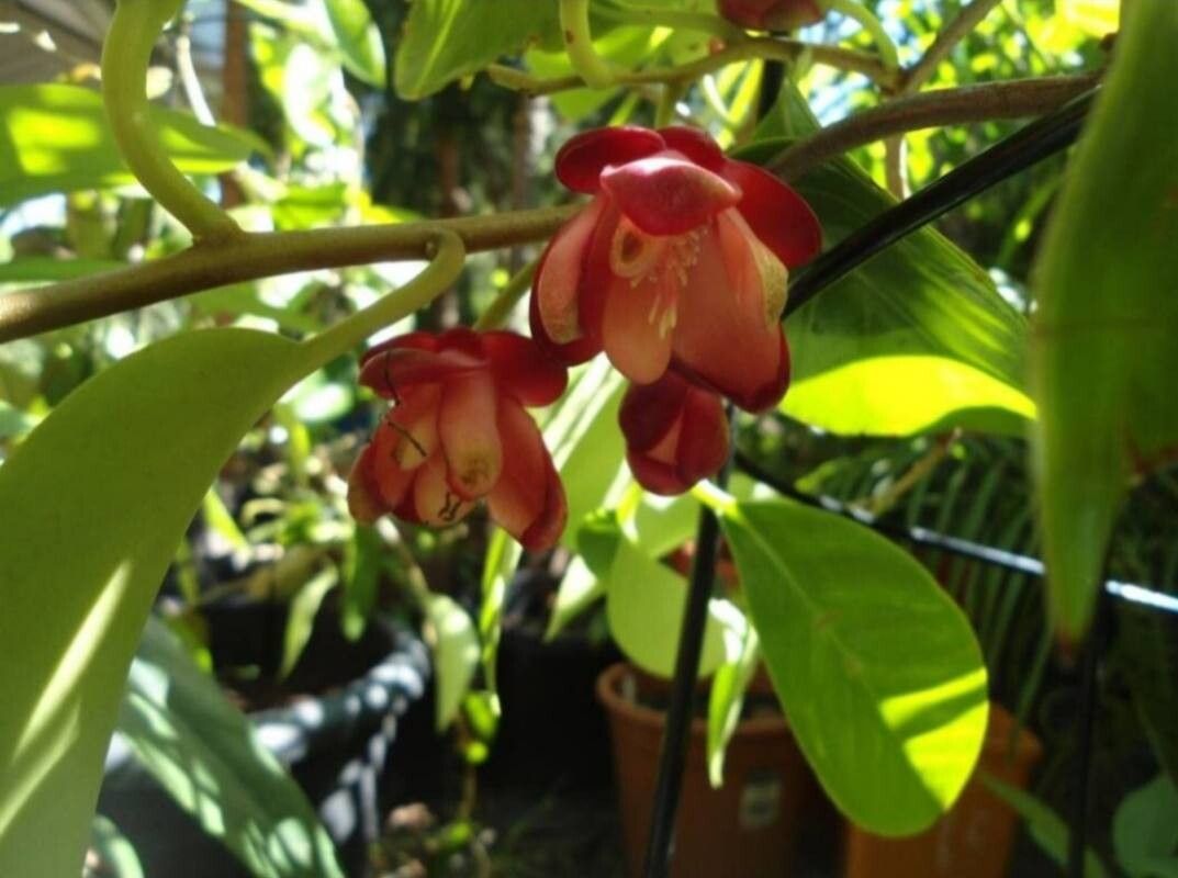Kadsura coccinea — related species from the same genus