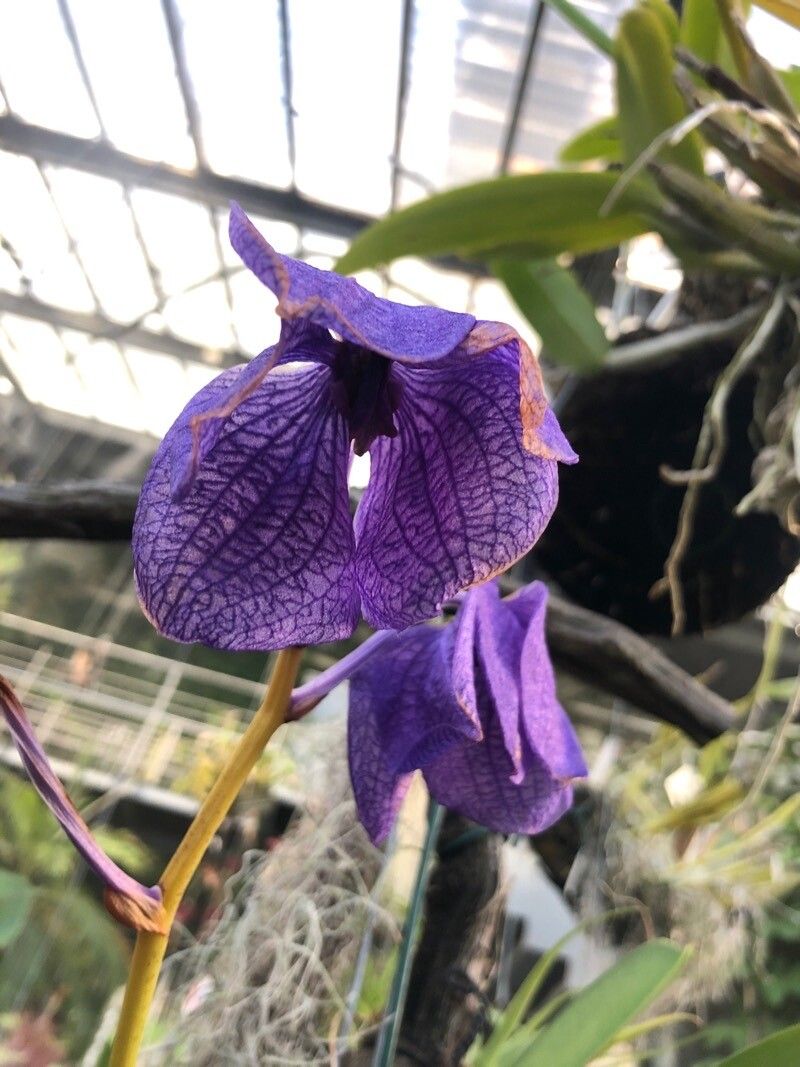 Vanda coerulea flower