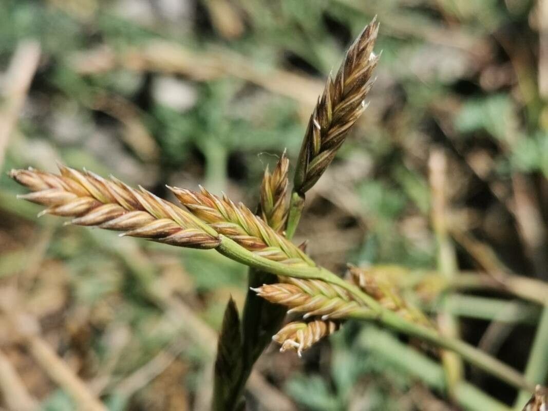 Lolium parabolicae — search result for 'Lolium'