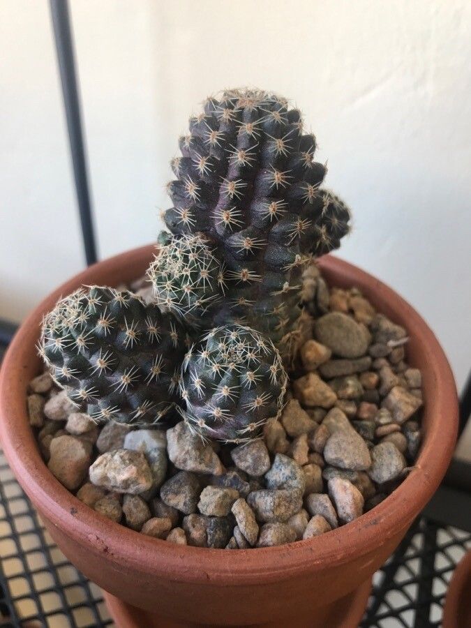 Lobivia pygmaea leaf