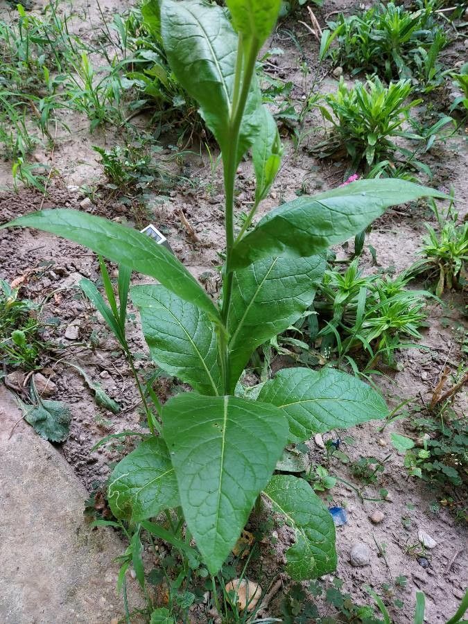 Nicotiana alata leaf