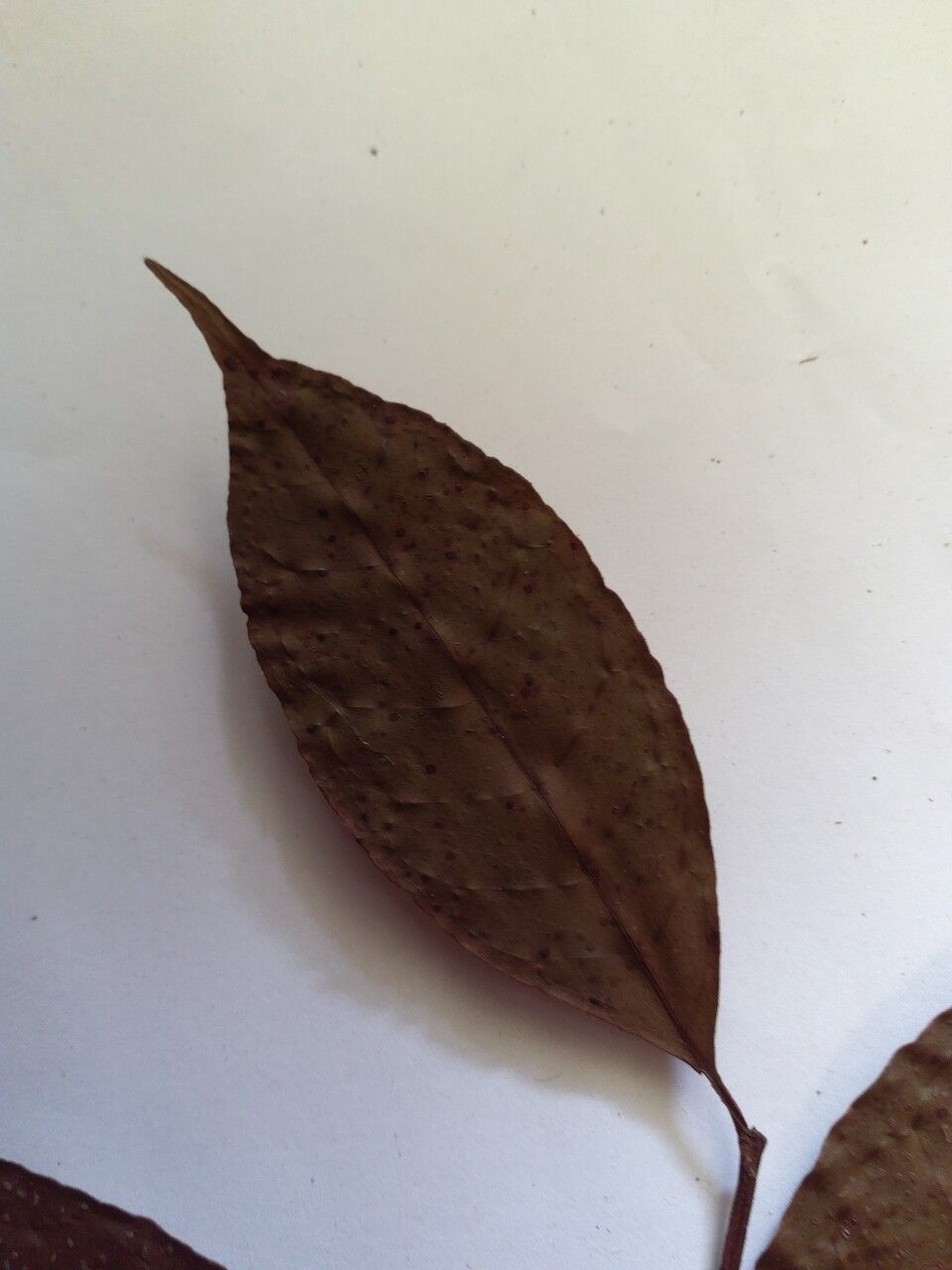 Vismia ramuliflora — houseplant care guide