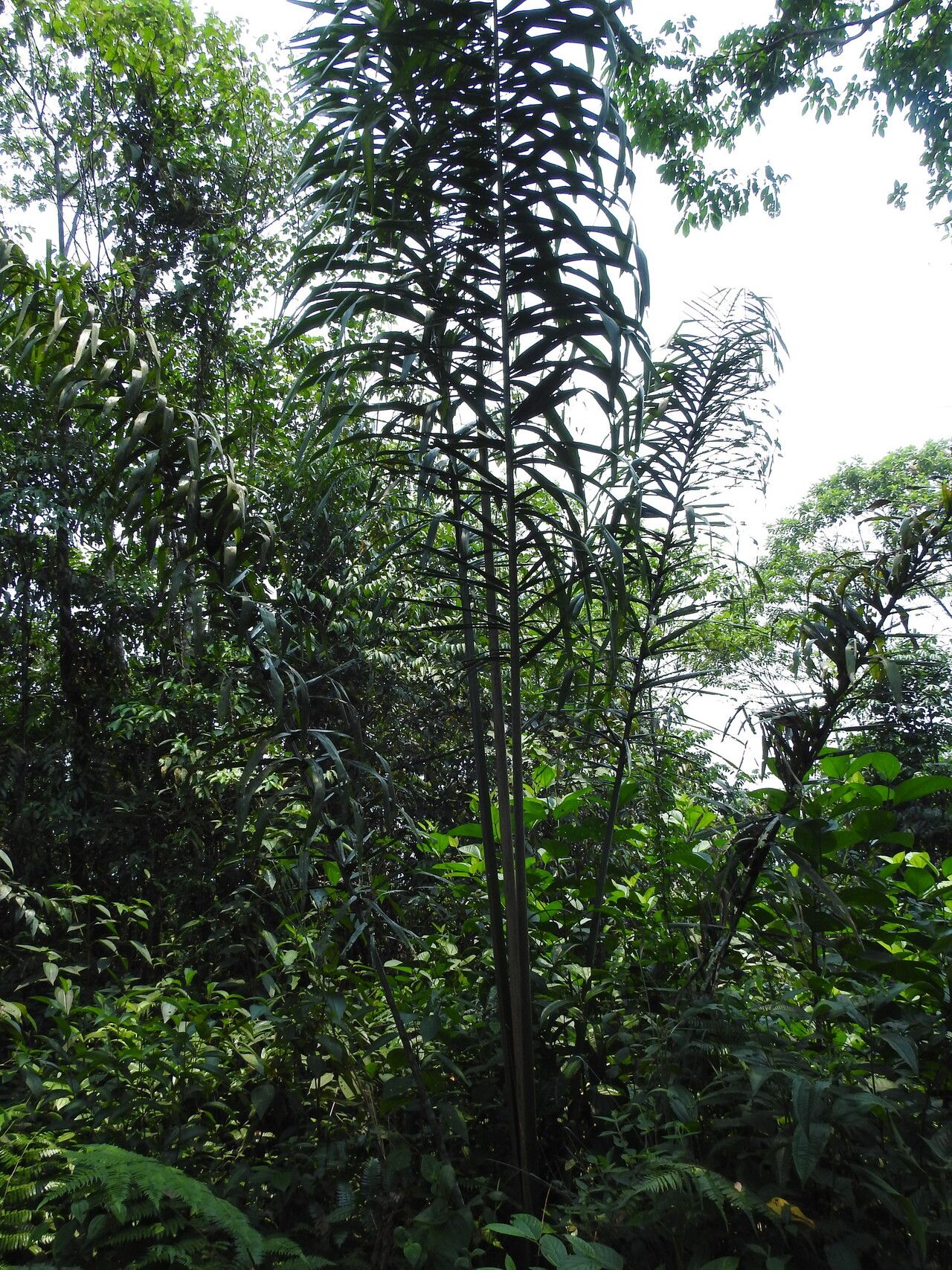 Attalea insignis habit
