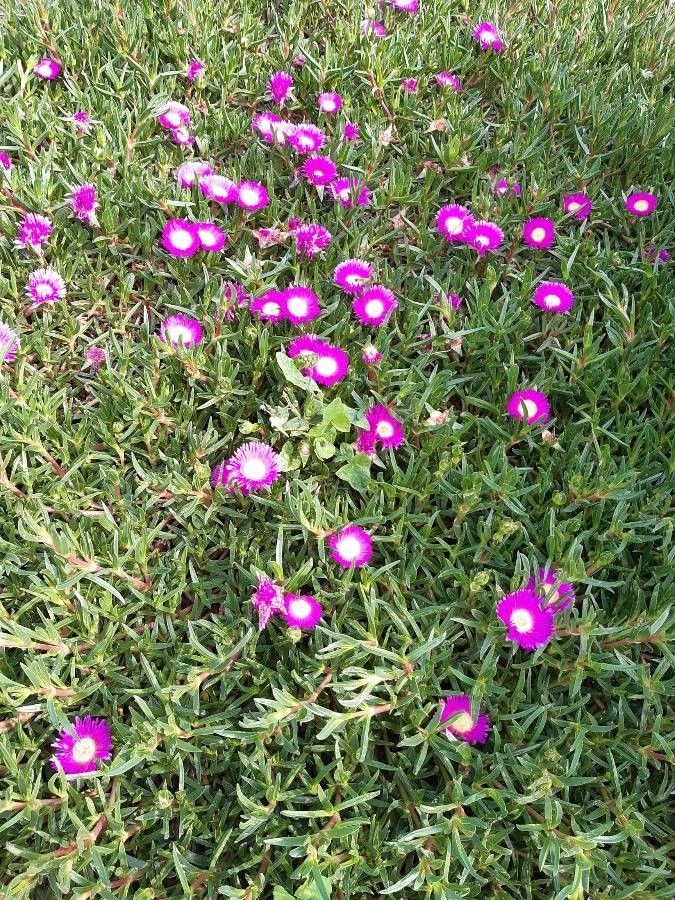 Carpobrotus glaucescens habit