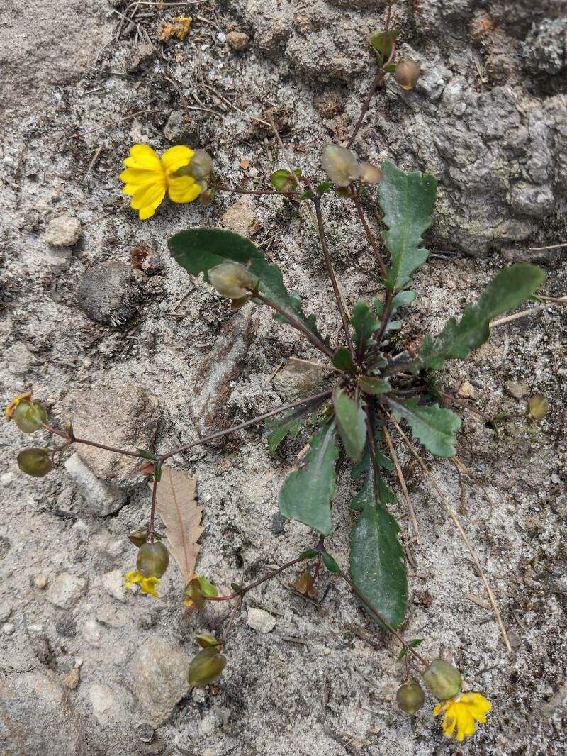 Goodenia caroliniana habit