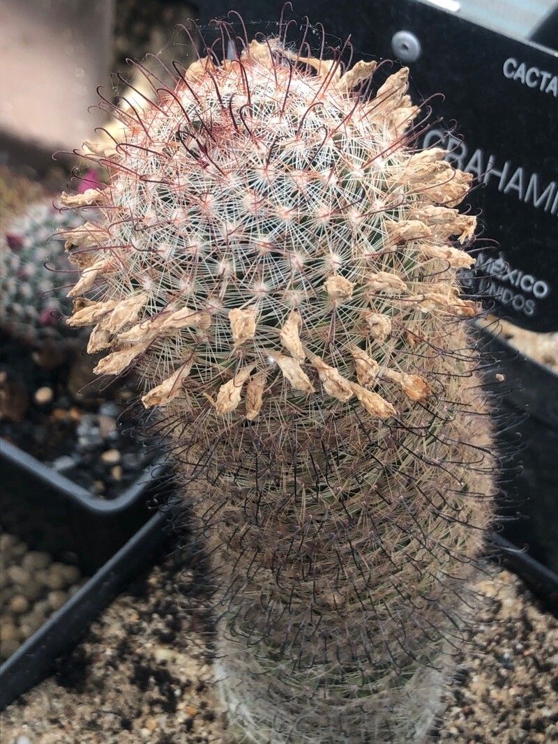Mammillaria grahamii leaf